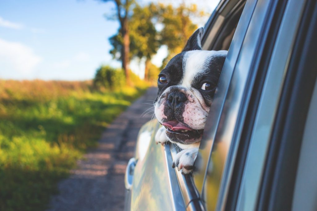 dog, pet, car window, drive, road trip, animal, bulldog, canine, car, window, portrait, mammal, nature, dog portrait, dog, dog, dog, car wallpapers, dog, road trip, road trip, car, car, car, car, car