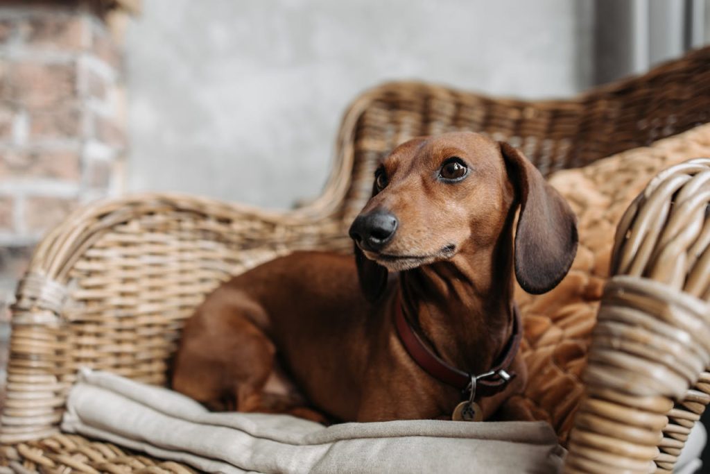 A dachshund dog comfortably resting on a wicker chair indoors, showcasing its brown coat.