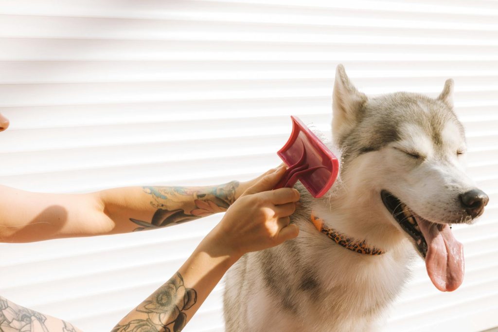 A tattooed hand grooming a happy Siberian Husky dog with a pink brush.